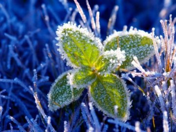Гідрометцентр попередив лучан про небезпечні заморозки