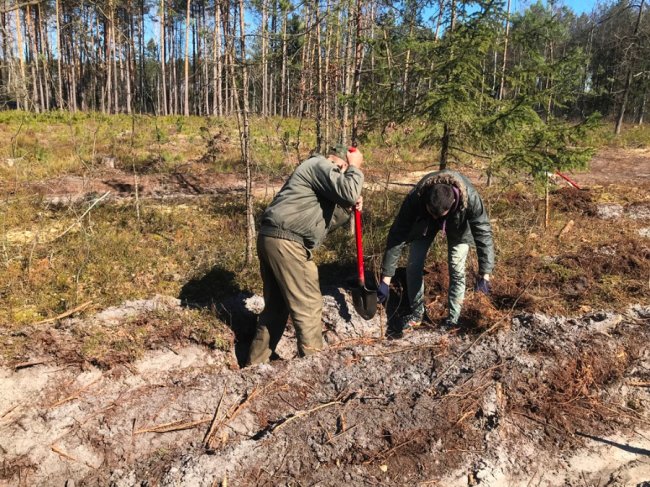 Користь для довкілля і «тімбілдингу»: фірма з Луцька у вихідний висадила гектар лісу. ФОТО