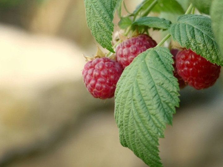 Топ ранньостиглих сортів малини на 2026 рік: соковиті медові ягоди, які обов’язково захочеться виростити