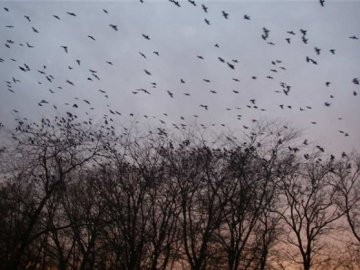 У Володимирі відкрили полювання на ворон 