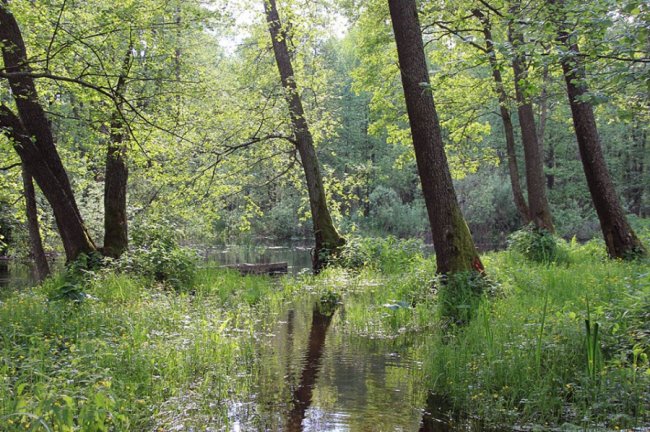 Наче Амазонка: як після дощів розлилася волинська річка. ФОТО