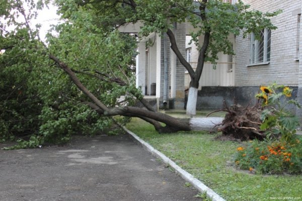 Стихія понищила дерева у Луцьку. ФОТО