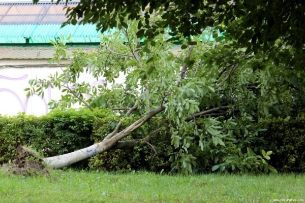 Стихія понищила дерева у Луцьку. ФОТО
