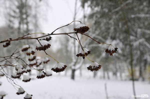 Фото снігу в Луцьку