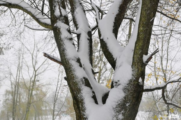 Фото снігу в Луцьку