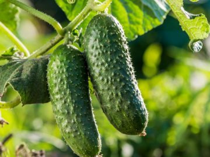 Ціни на огірки обвалилися в Україні