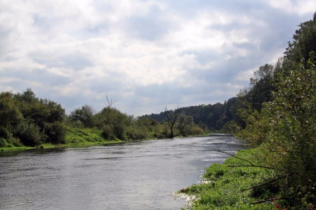 Водосховище та затоплений ліс: подорож цуманськими дібровами. ФОТО