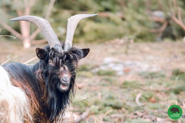 Звірята луцького зоопарку – в очікуванні весни. ФОТО