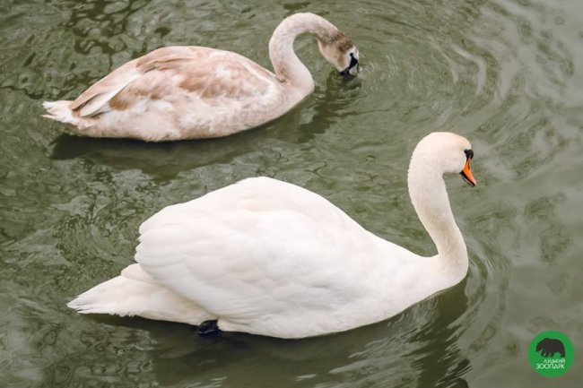 Звірята луцького зоопарку – в очікуванні весни. ФОТО