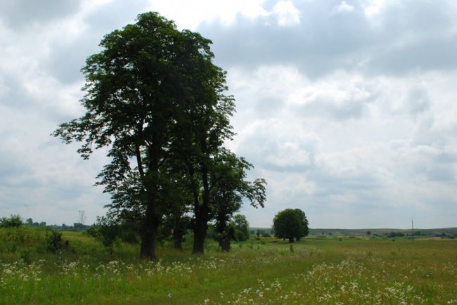 Казкові краєвиди Цуманської пущі. ФОТО