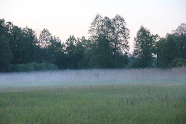 Казкові краєвиди Цуманської пущі. ФОТО