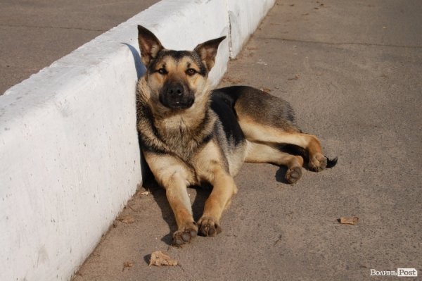 Ковель буденний. ФОТО