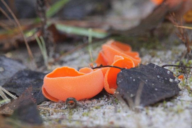 Волинянин натрапив на дивні їстівні гриби. ФОТО