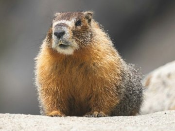 «Він повернувся!»: волинські воїни «потролили» загарбників