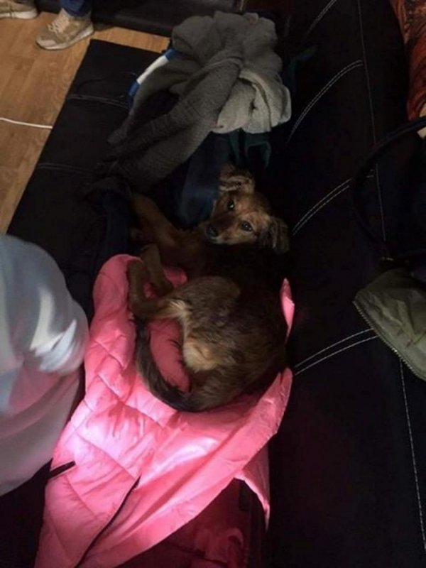 Голі та з котиками: луцькі спортсмени знялися для благодійного календаря