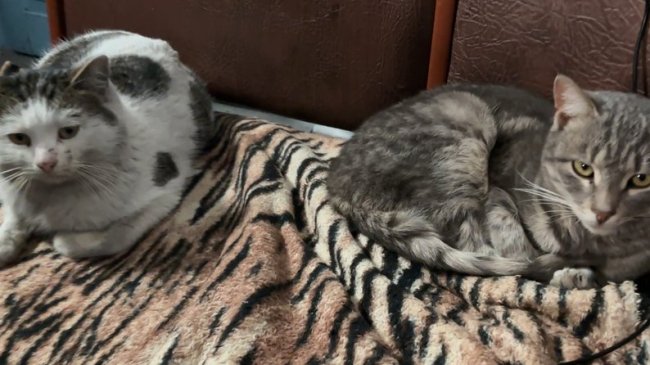 Солоха із волинського села стала зіркою ТікТоку