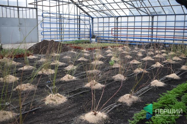 Як у волинських теплицях вирощують модну в Скандинавії ягоду. ФОТО