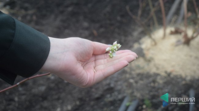 Як у волинських теплицях вирощують модну в Скандинавії ягоду. ФОТО