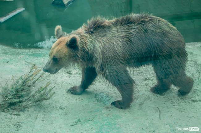 Яскраві ара та милі носухи: літній день у луцькому зоопарку. ФОТО