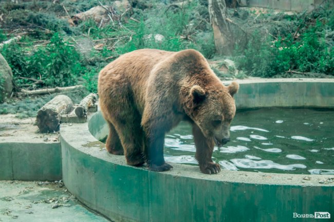 Яскраві ара та милі носухи: літній день у луцькому зоопарку. ФОТО