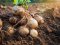 Через повені на заході України ціни на картоплю можуть зрости