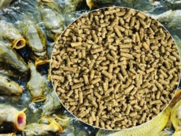 На Волині виготовлятимуть корм для промислової риби