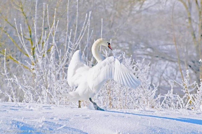 Волинський фотограф показав неймовірну красу птахів, які лишились зимувати в Луцьку. ФОТО