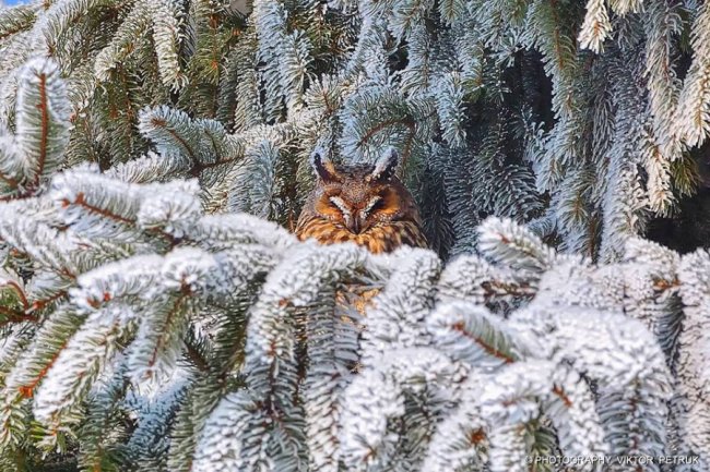 Волинський фотограф показав неймовірну красу птахів, які лишились зимувати в Луцьку. ФОТО