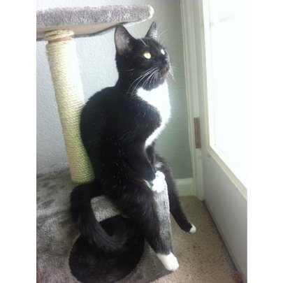 Найкумедніші коти-2012. ФОТО. ВІДЕО