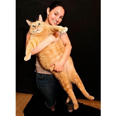 Найкумедніші коти-2012. ФОТО. ВІДЕО