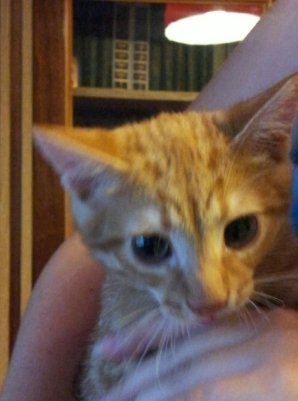 Найкумедніші коти-2012. ФОТО. ВІДЕО