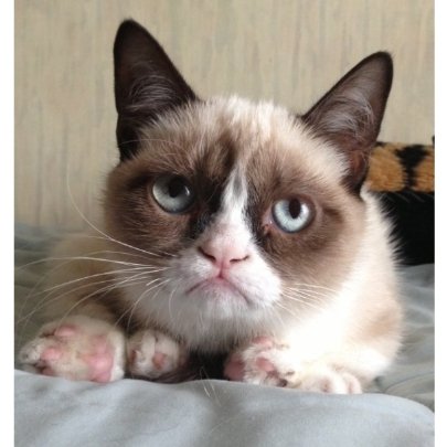 Найкумедніші коти-2012. ФОТО. ВІДЕО