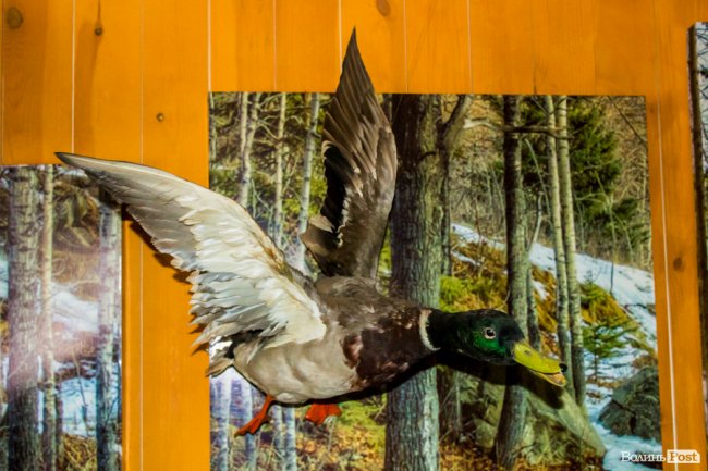 Подорож в казку: особливим людям влаштували прогулянку «волинською Швейцарією». ФОТО