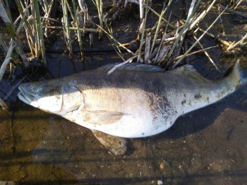 У Рожищенському районі – масова загибель риби. ФОТО