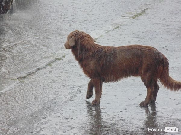 «Потоп» у Луцьку. ФОТО