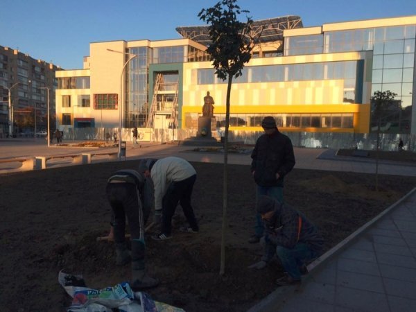 У Луцьку біля «Променя» почали висаджувати дерева. ФОТО