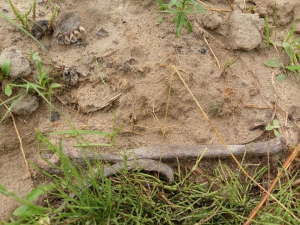 На Волині мародери зруйнували братську могилу. ФОТО