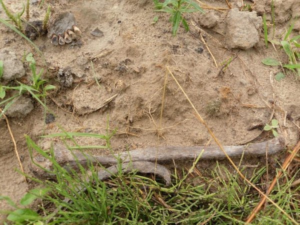 На Волині мародери зруйнували братську могилу. ФОТО