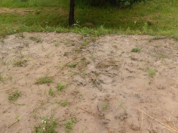 На Волині мародери зруйнували братську могилу. ФОТО