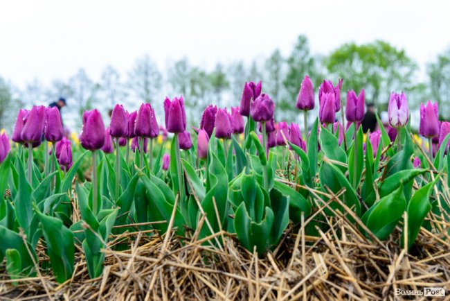 Попри негоду «Волинська Голландія» гостинно зустрічає гостей. ФОТО