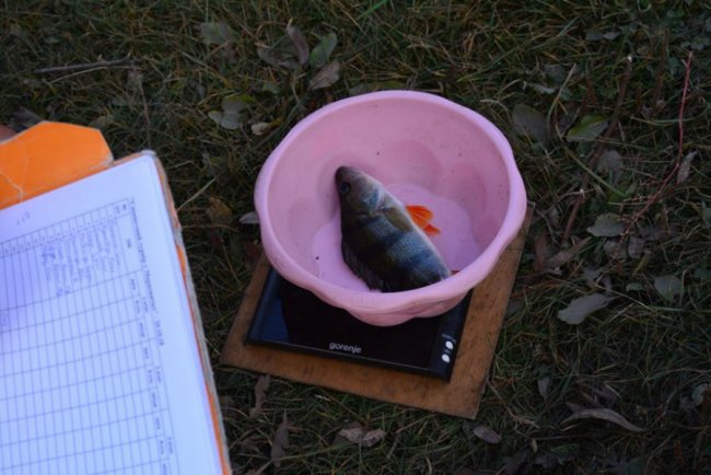 На волинській водоймі влаштували турнір з риболовлі. ФОТО