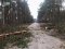 Вандалізм у лісі на Волині: злочинці зрізали дерева, перекривши сільську дорогу