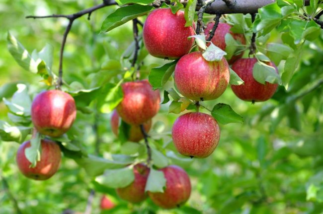 Від яблук гнуться гілки: луцький фотограф показав рекордний врожай