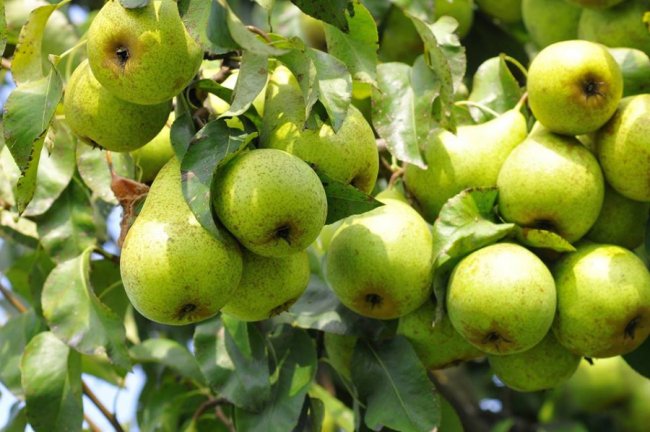 Від яблук гнуться гілки: луцький фотограф показав рекордний врожай