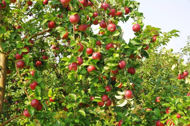 Від яблук гнуться гілки: луцький фотограф показав рекордний врожай