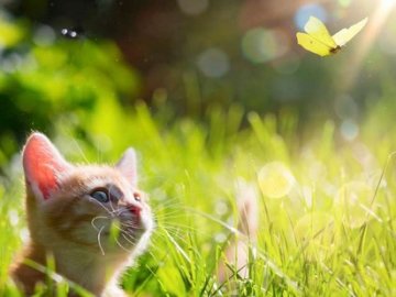 Синоптик розповіла, якою буде погода в останні дні липня