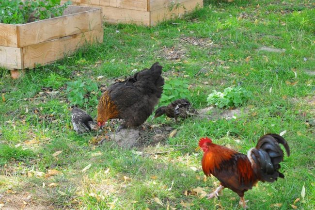 Дивовижна історія порятунку: у Луцьку мамою дикого каченяти стала курка