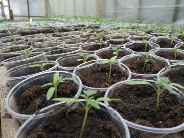 На Волині батько з сином зробили бізнес на вирощуванні розсади