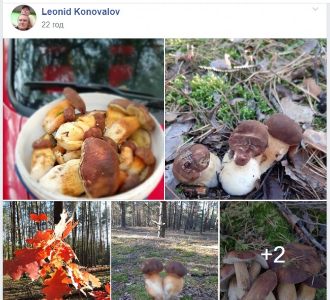 Грибні вихідні: волиняни хваляться «уловом» у соцмережах. ФОТО