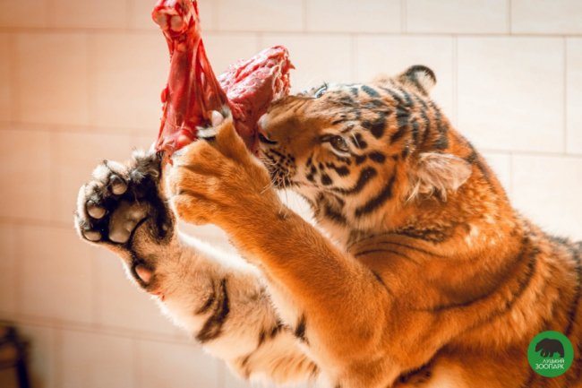 Як у луцькому зоопарку відгуляли День тигра. ФОТО